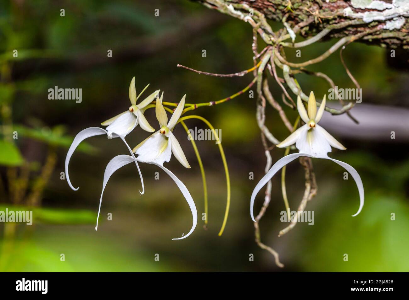 A rare Ghost orchid grows only in swamps in south Florida. Stock Photo
