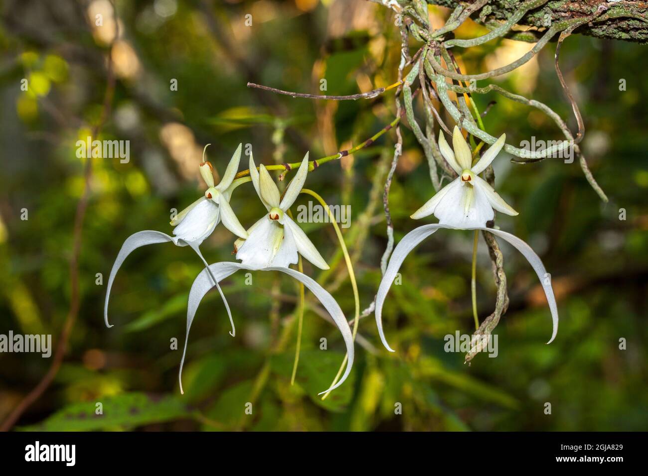 A rare Ghost orchid grows only in swamps in south Florida. Stock Photo