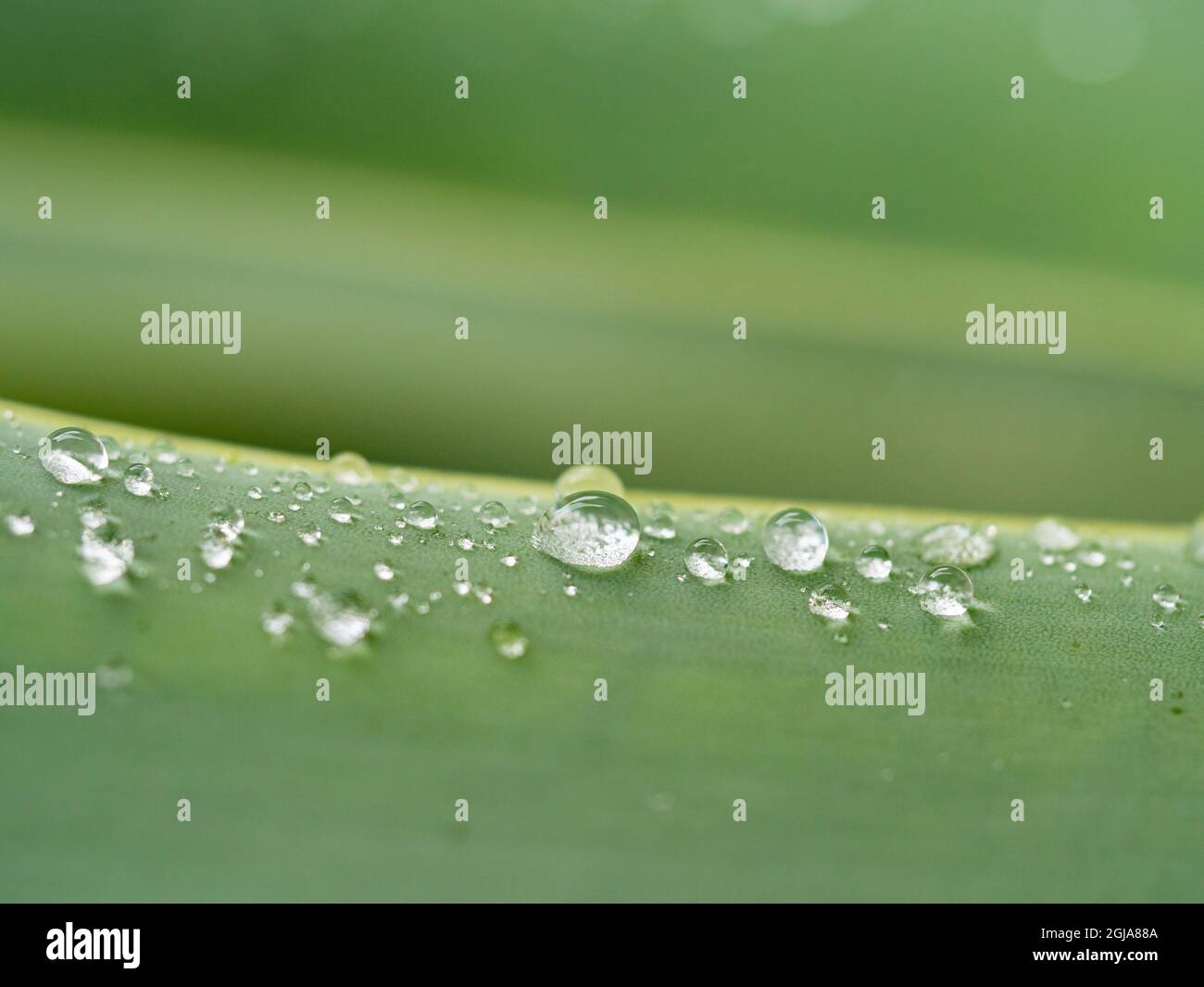 Rain drops on leaf. Stock Photo