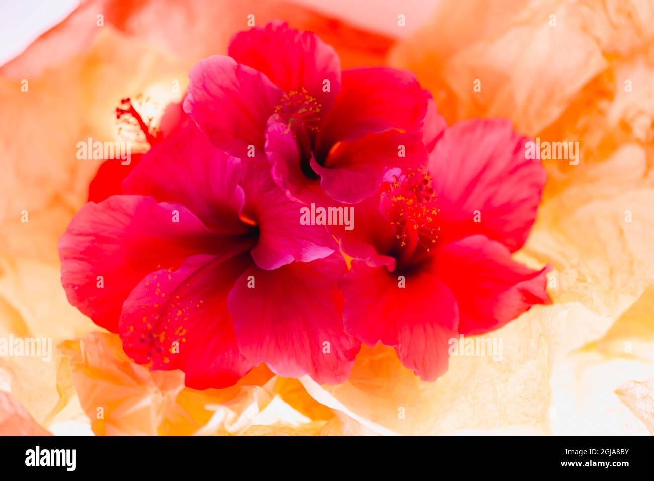 Hibiscus Flower and Tissue Paper with Light Stock Photo Alamy