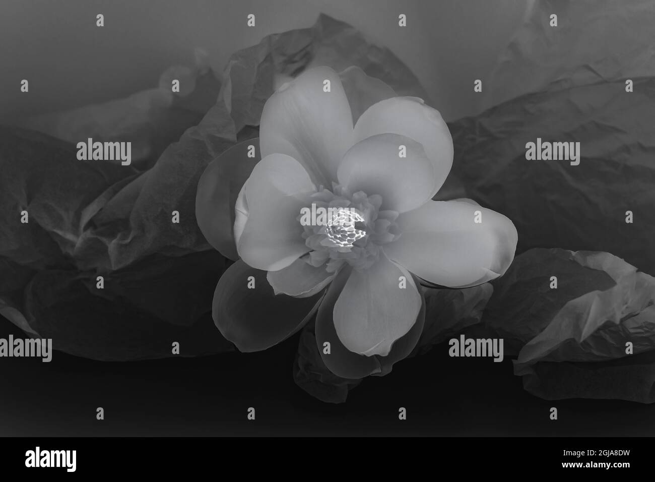Black and white flower. Stock Photo