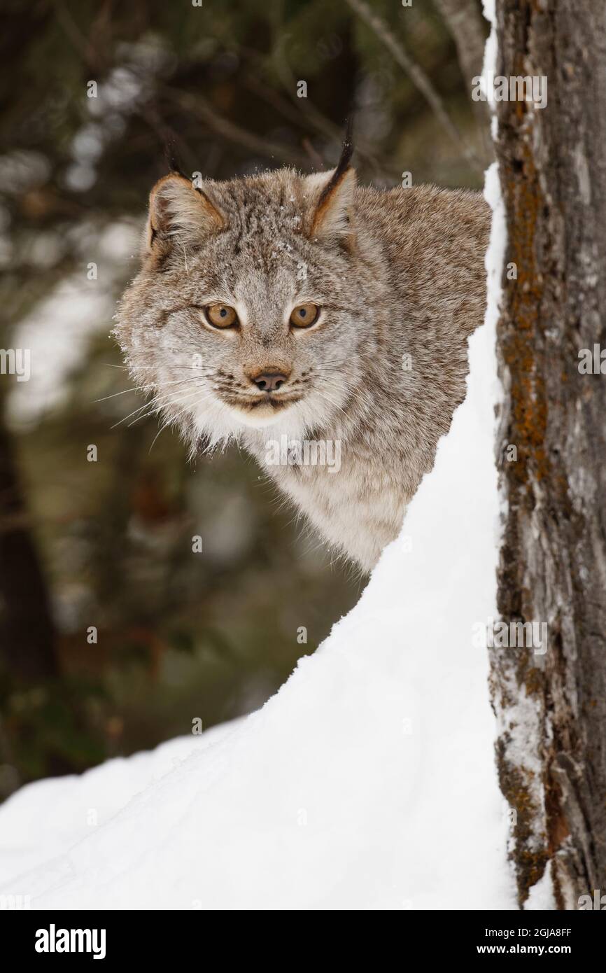 Canada lynx in winter. Stock Photo