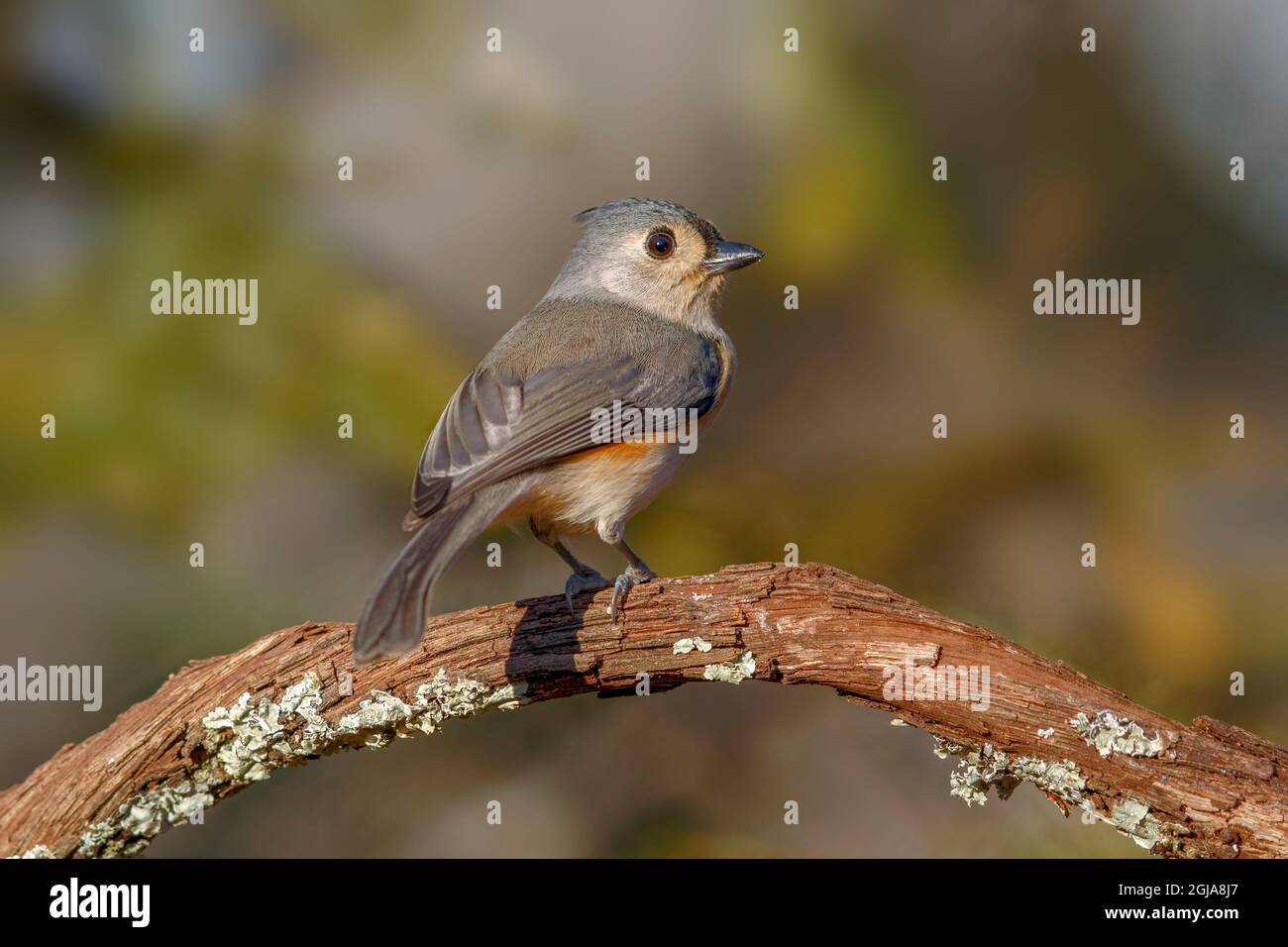 Tufted Titmouse. Stock Photo