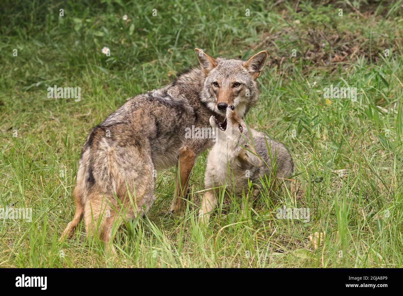 Adult female coyote with juvenile Stock Photo Alamy