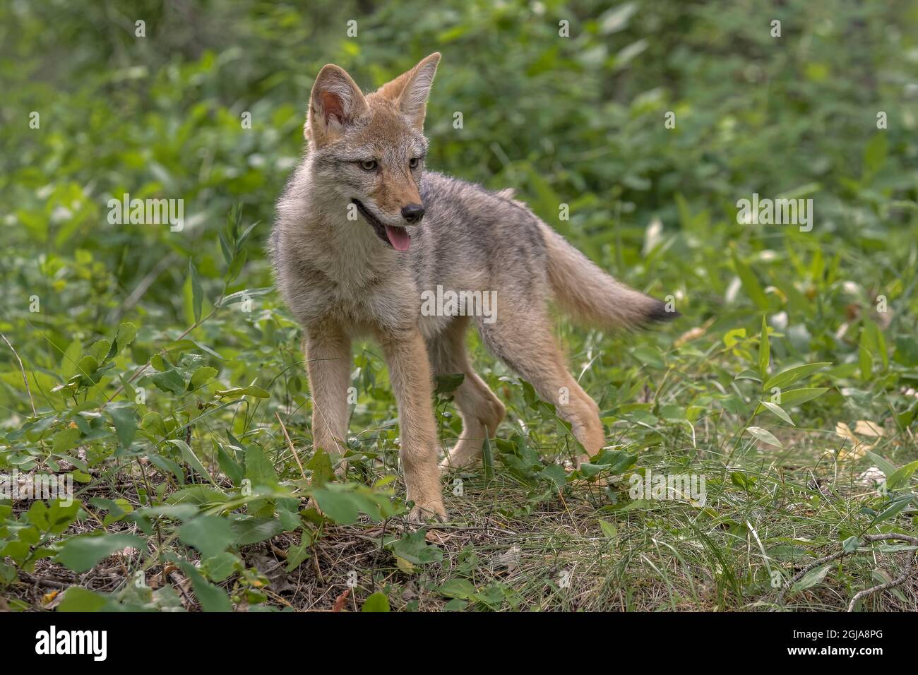 Coyote baby hi-res stock photography and images - Alamy