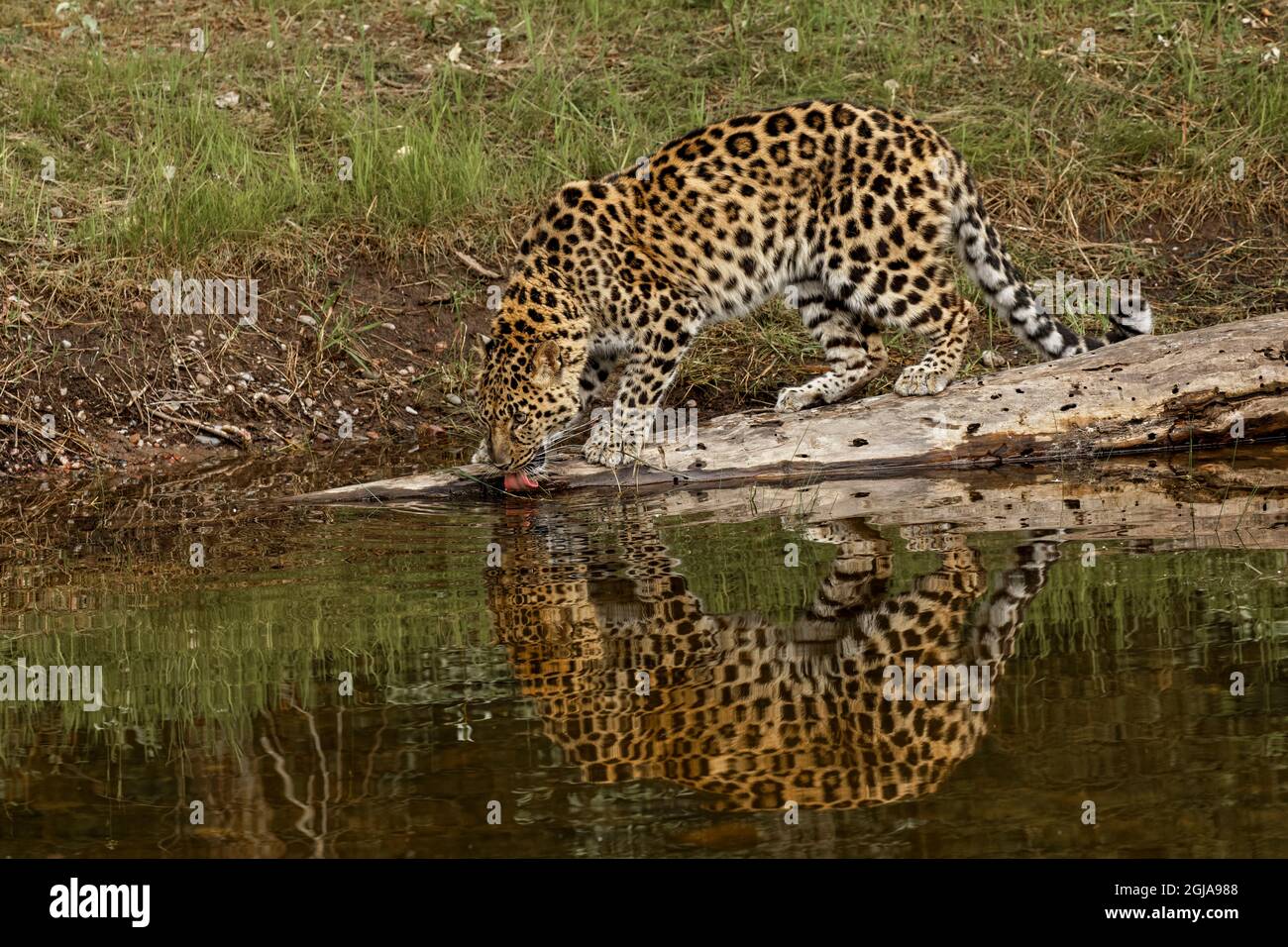 Amur Leopard and reflection, also known as Far East Leopard, Manchuria ...