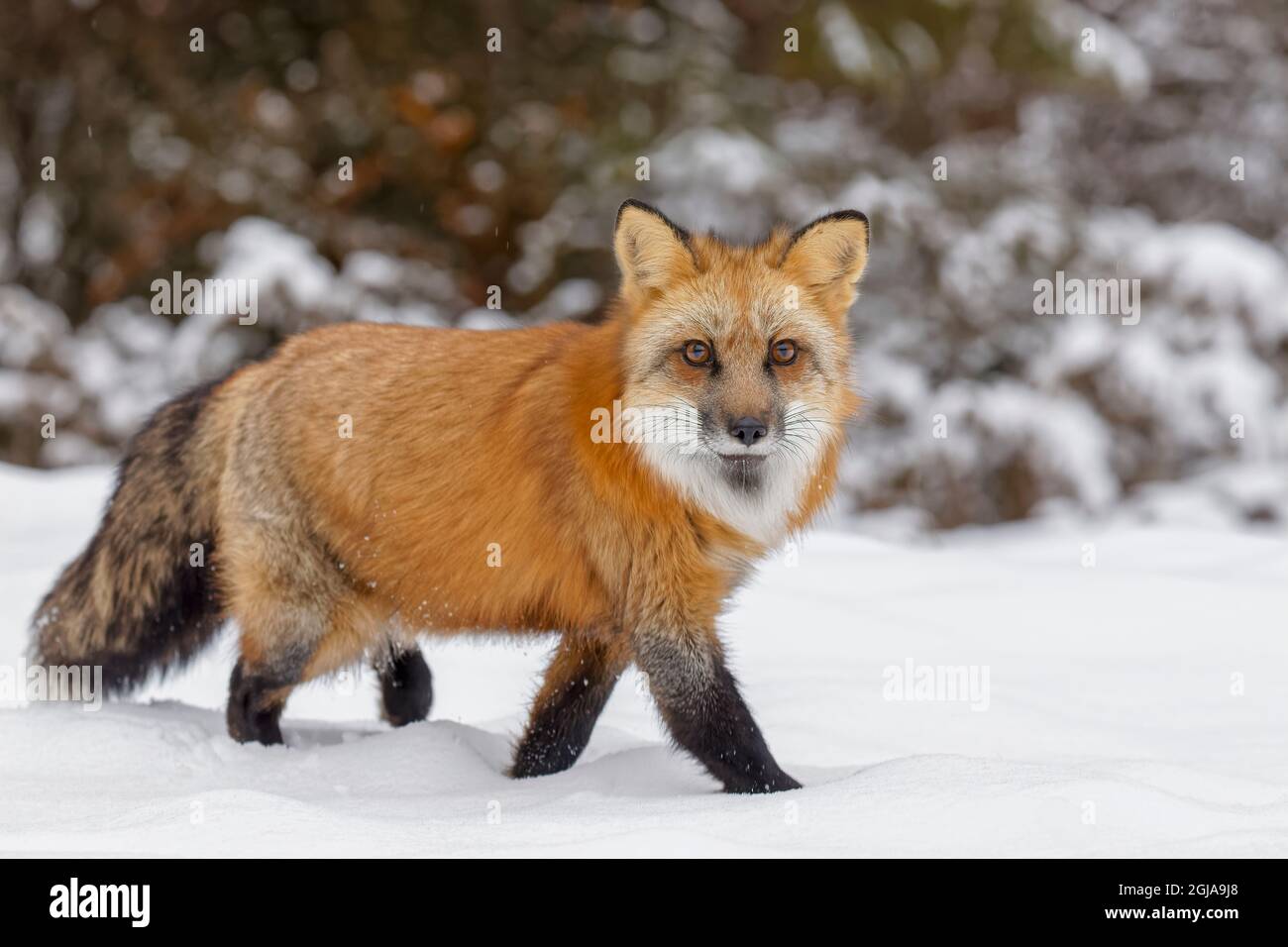 Red fox walking through snow hi-res stock photography and images - Alamy