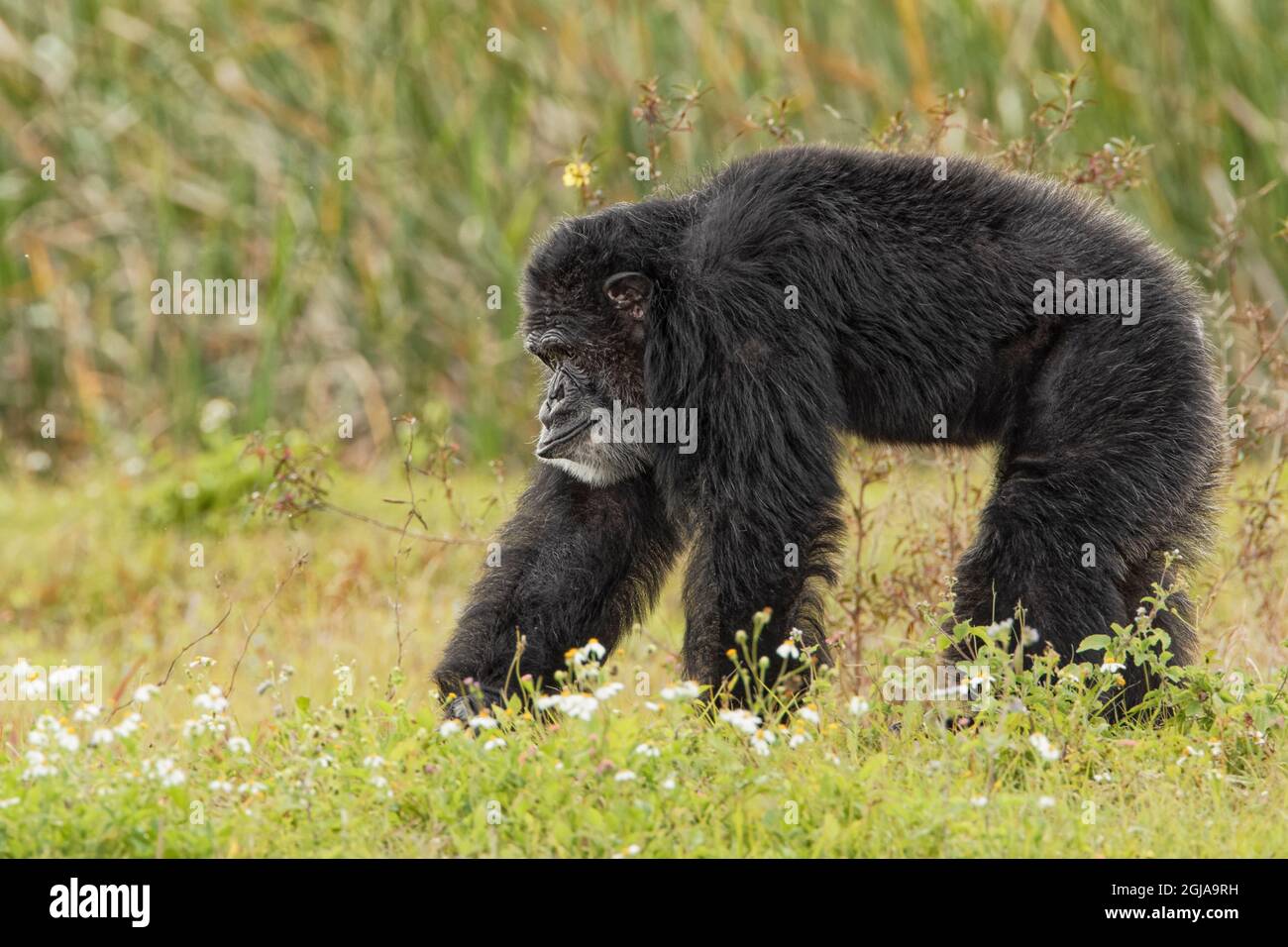 Adult male Chimpanzee, Pan troglodytes Stock Photo