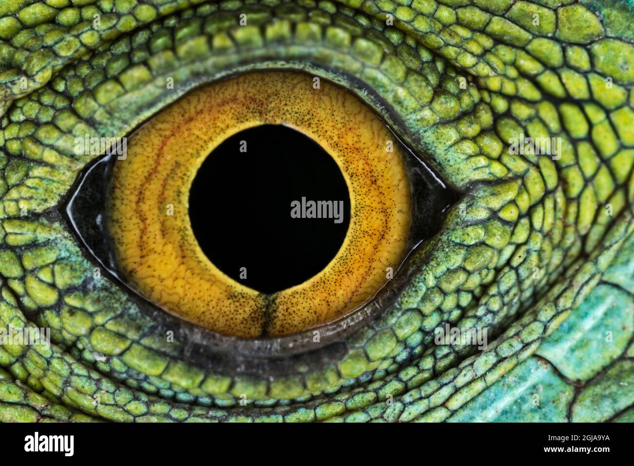 Closeup of Juvenile Green basilisk lizard eye structure Stock Photo