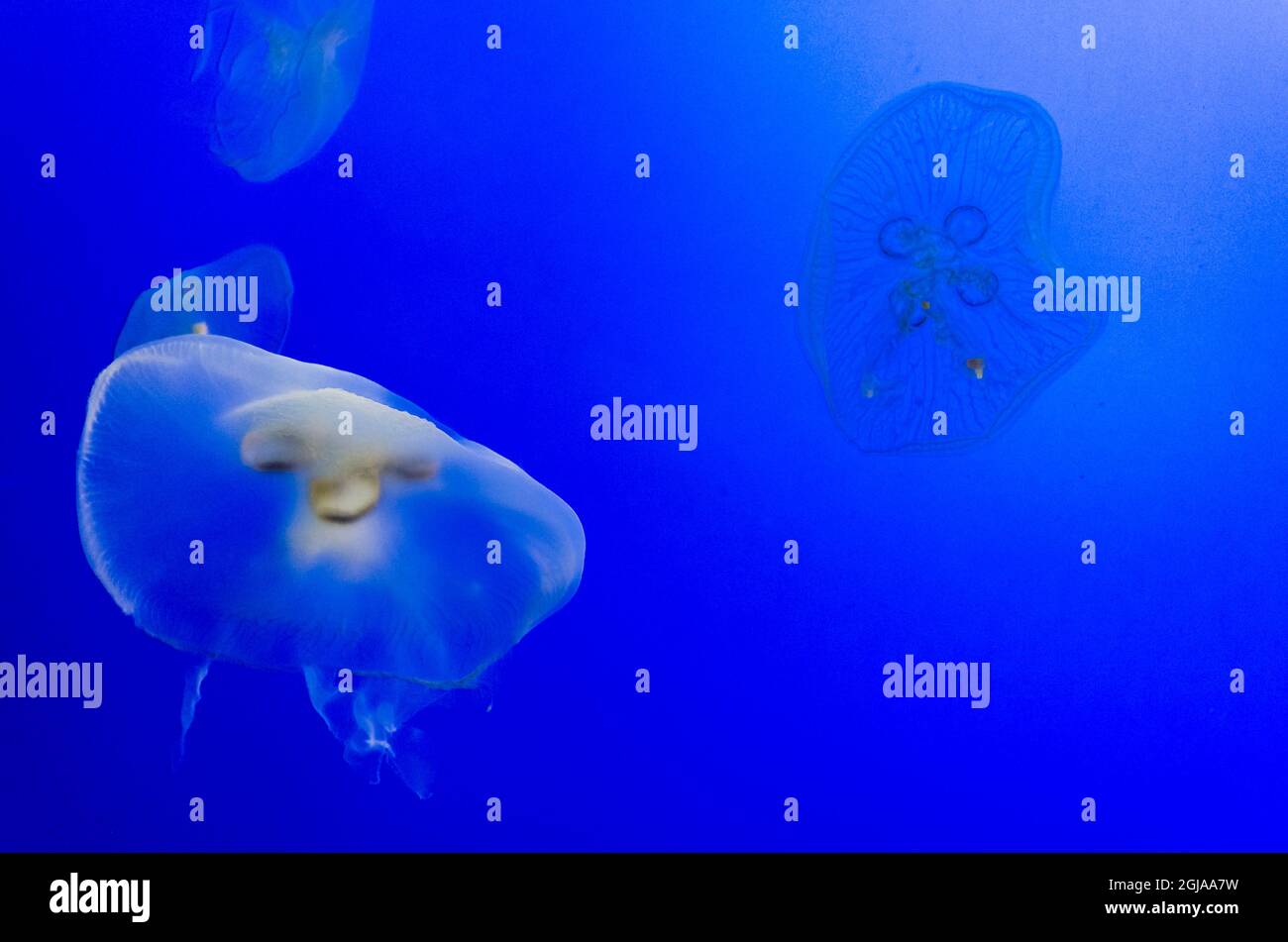 Graceful Jellyfish in Aquarium Stock Photo