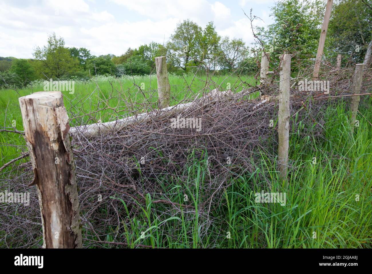 Zaun aus Reisig, Zaun, Begrenzung, Ästezaun, Reisigzaun, Reisighaufen
