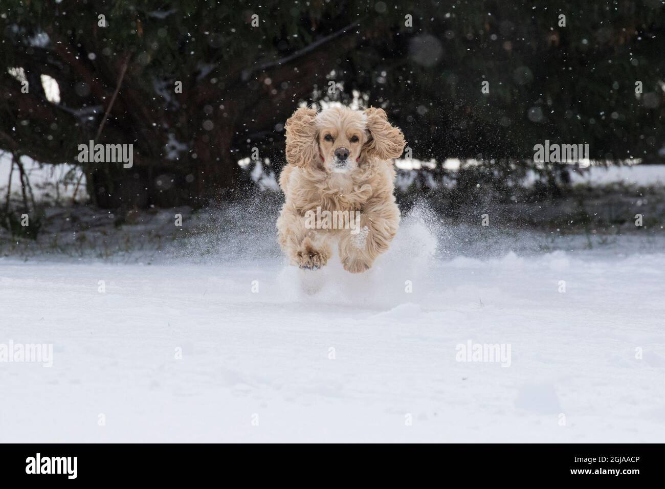 Cocker spaniel running in snow. Stock Photo
