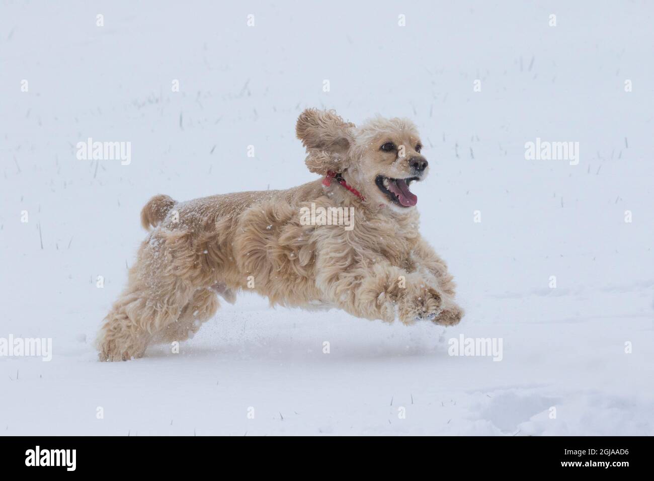 Cocker spaniel running in snow. Stock Photo