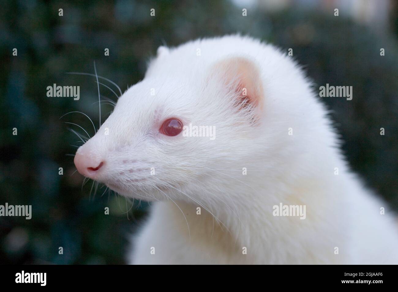 Albino ferret hires stock photography and images Alamy