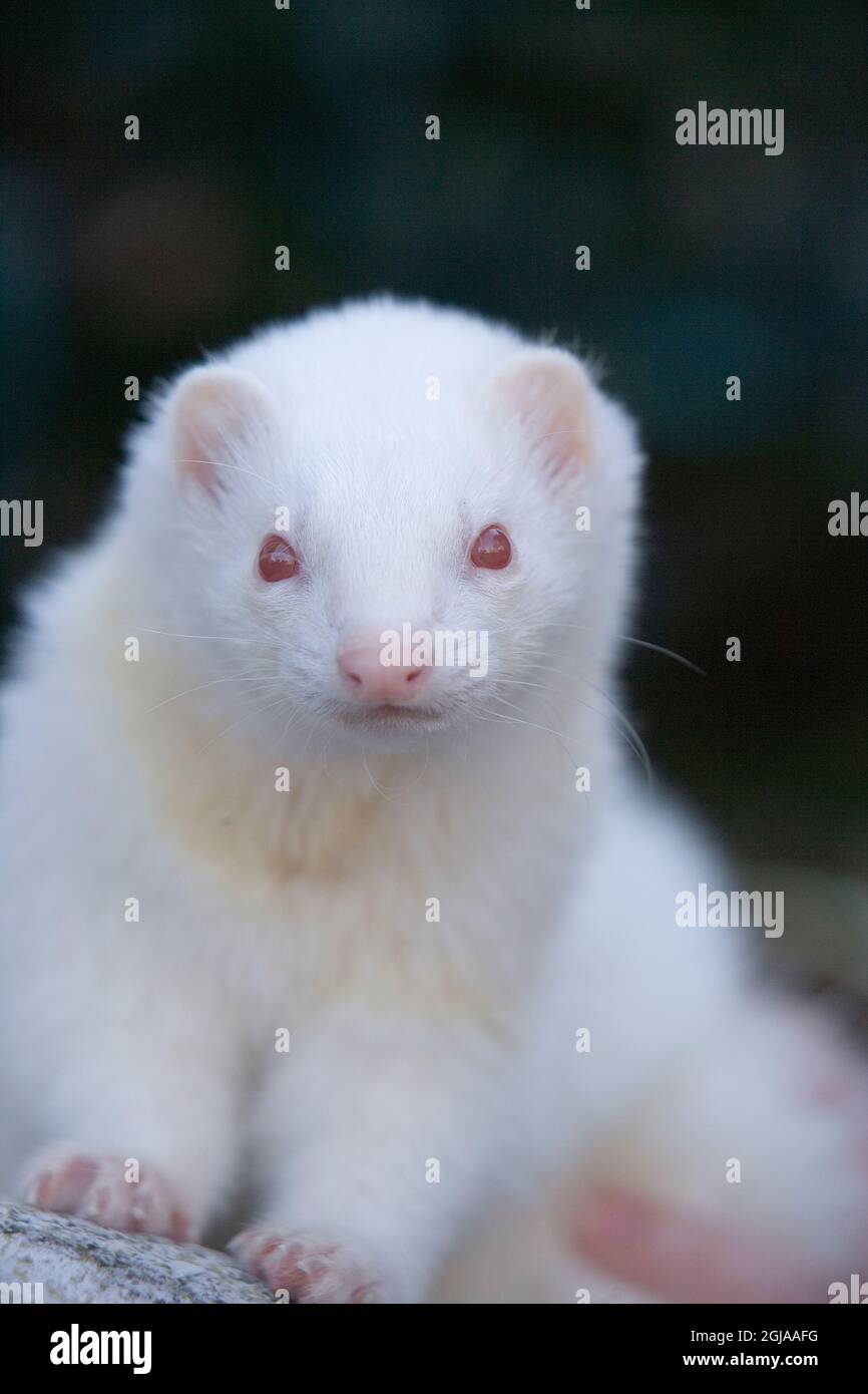 Albino ferret hires stock photography and images Alamy
