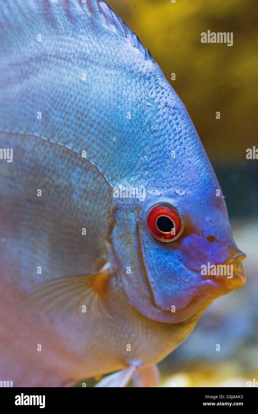 Freshwater tropical fish, Blue Diamond Discus, close-up of head. Stock Photo