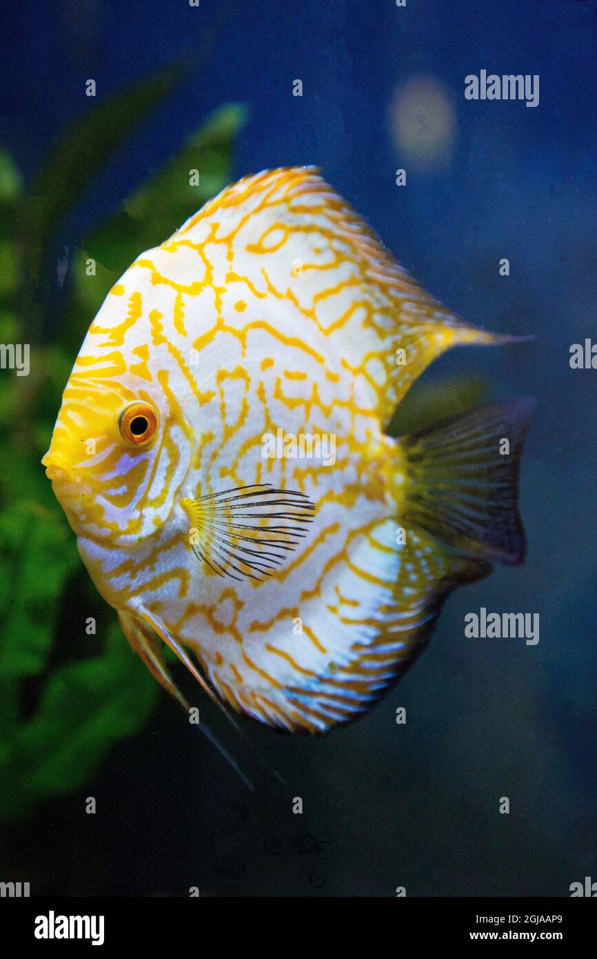 Golden Checkerboard Pigeon tropical Discus. Stock Photo