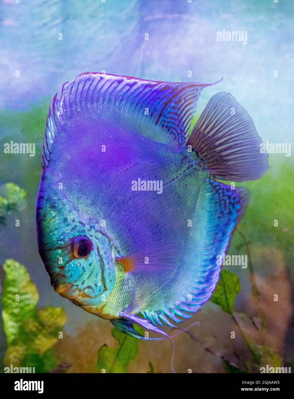 Freshwater tropical discus, Reflection D Cross Blue Discus. Stock Photo