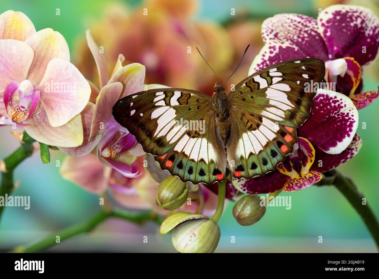 Female euthalia adonia, tropical butterfly on colorful orchid flowers. Stock Photo