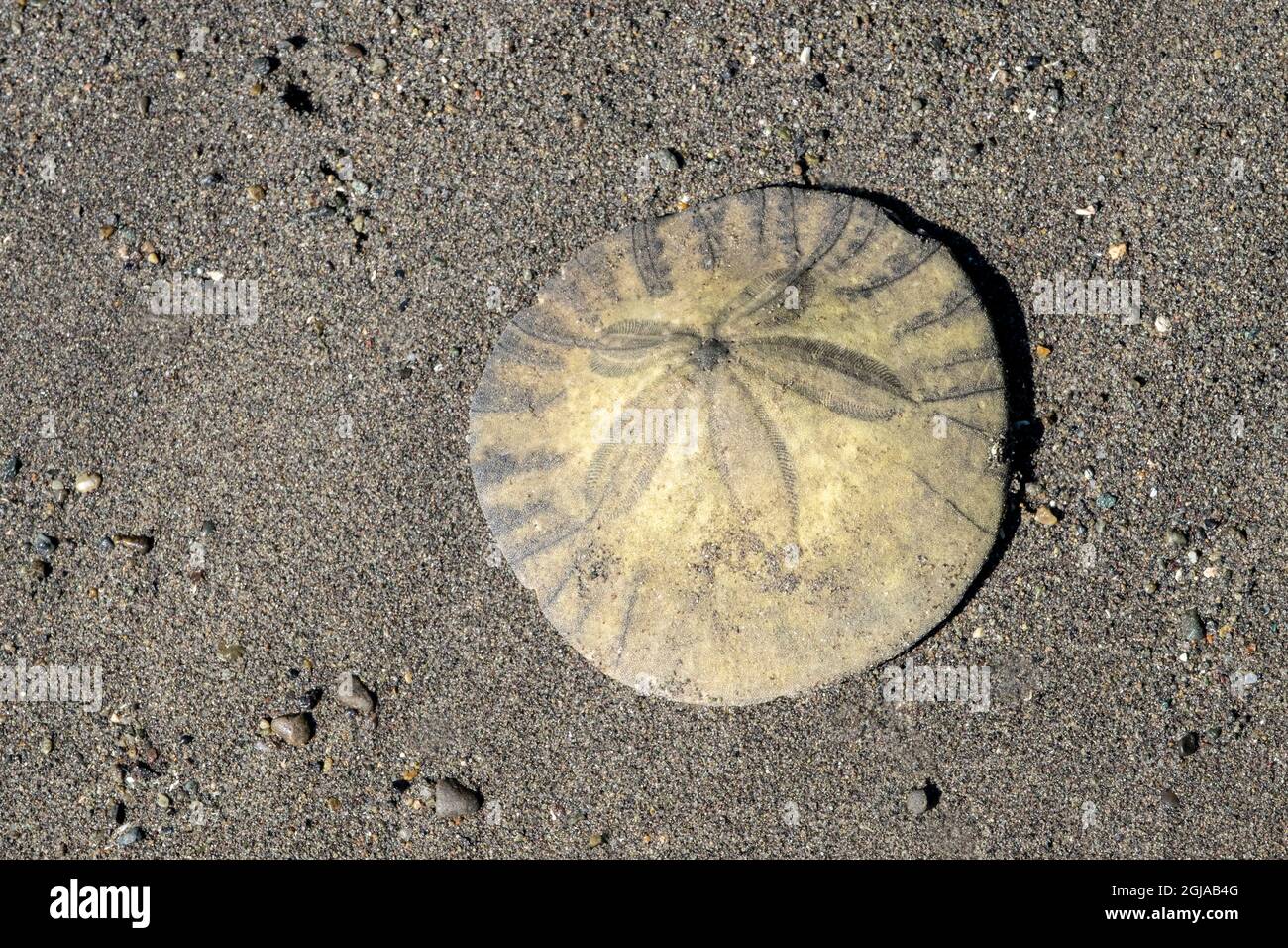 Sand dollar on beach, USA Stock Photo