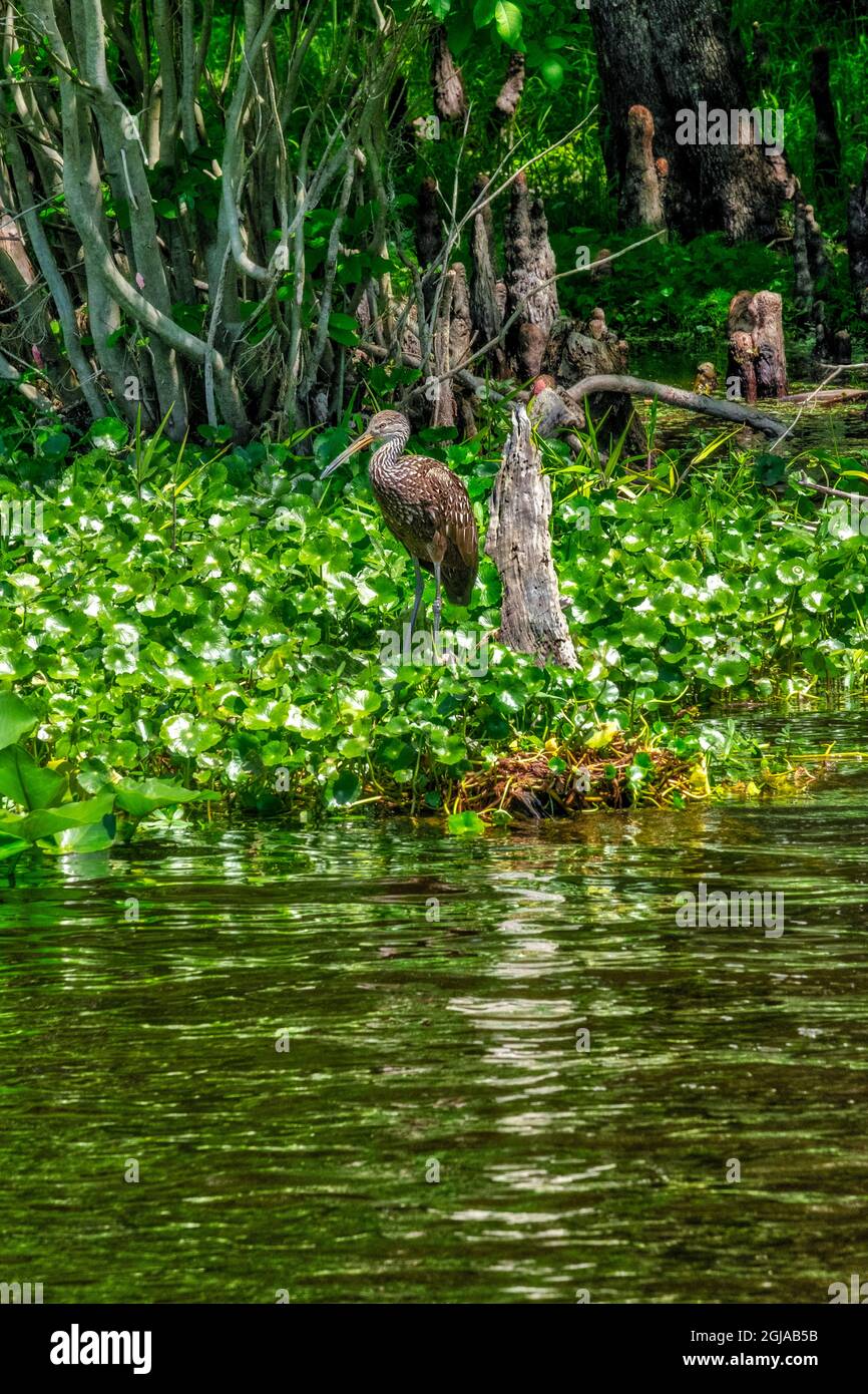 Limpkin, St. John's River, Florida Stock Photo