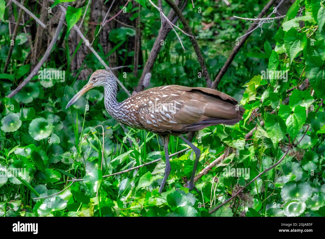 Limpkin, Florida Stock Photo