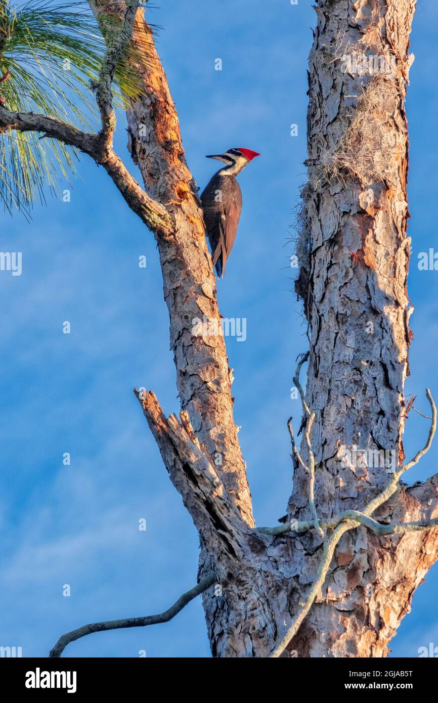 Pileated Woodpecker Stock Photo