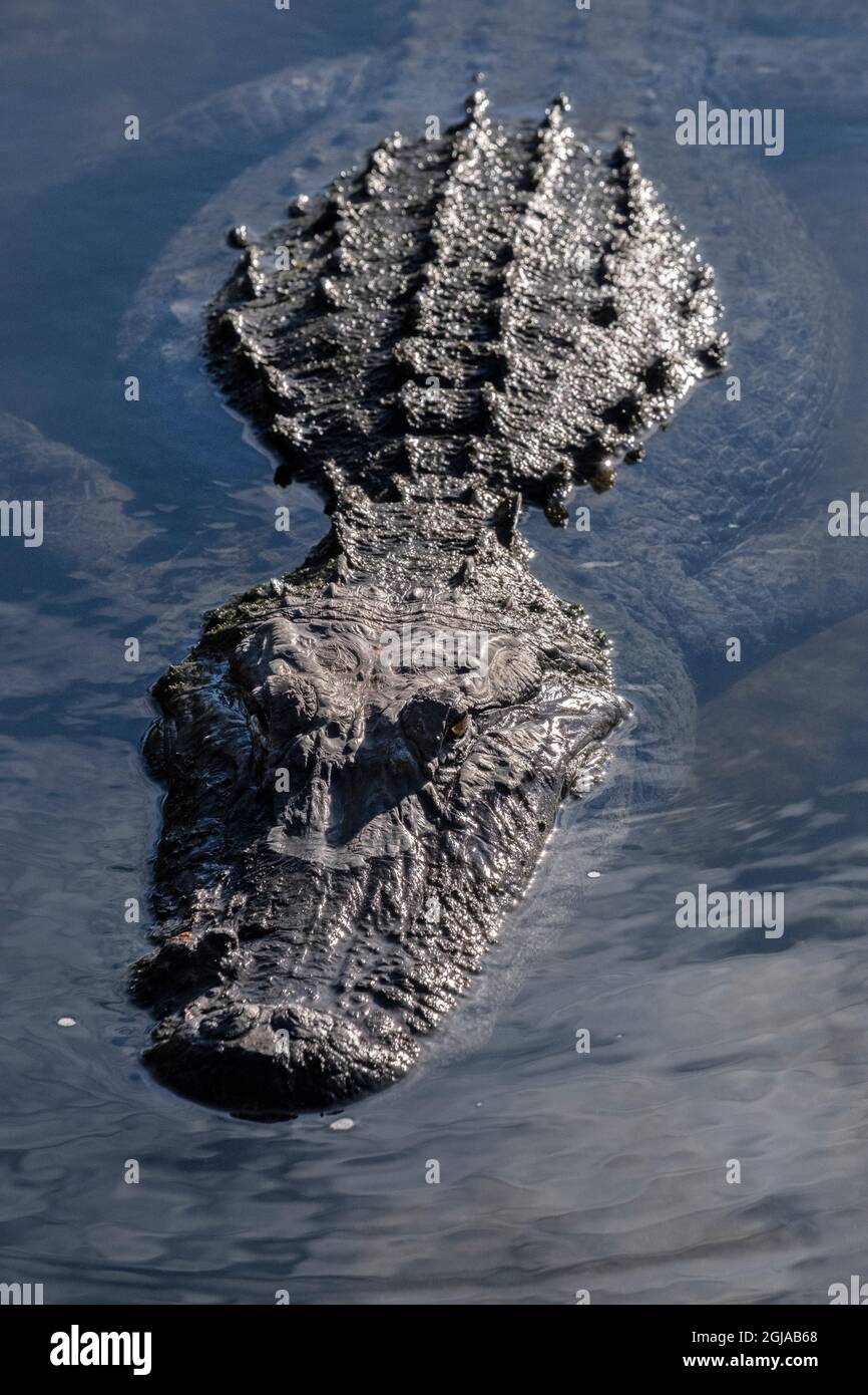 American alligator, Florida Stock Photo