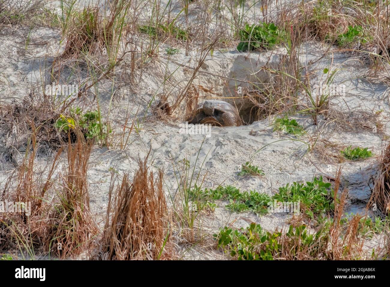 Gopher Tortoise, Florida Stock Photo