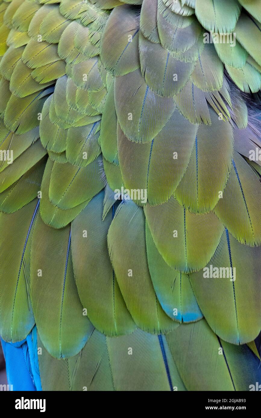 Detail of Great Green Macaw feathers Stock Photo