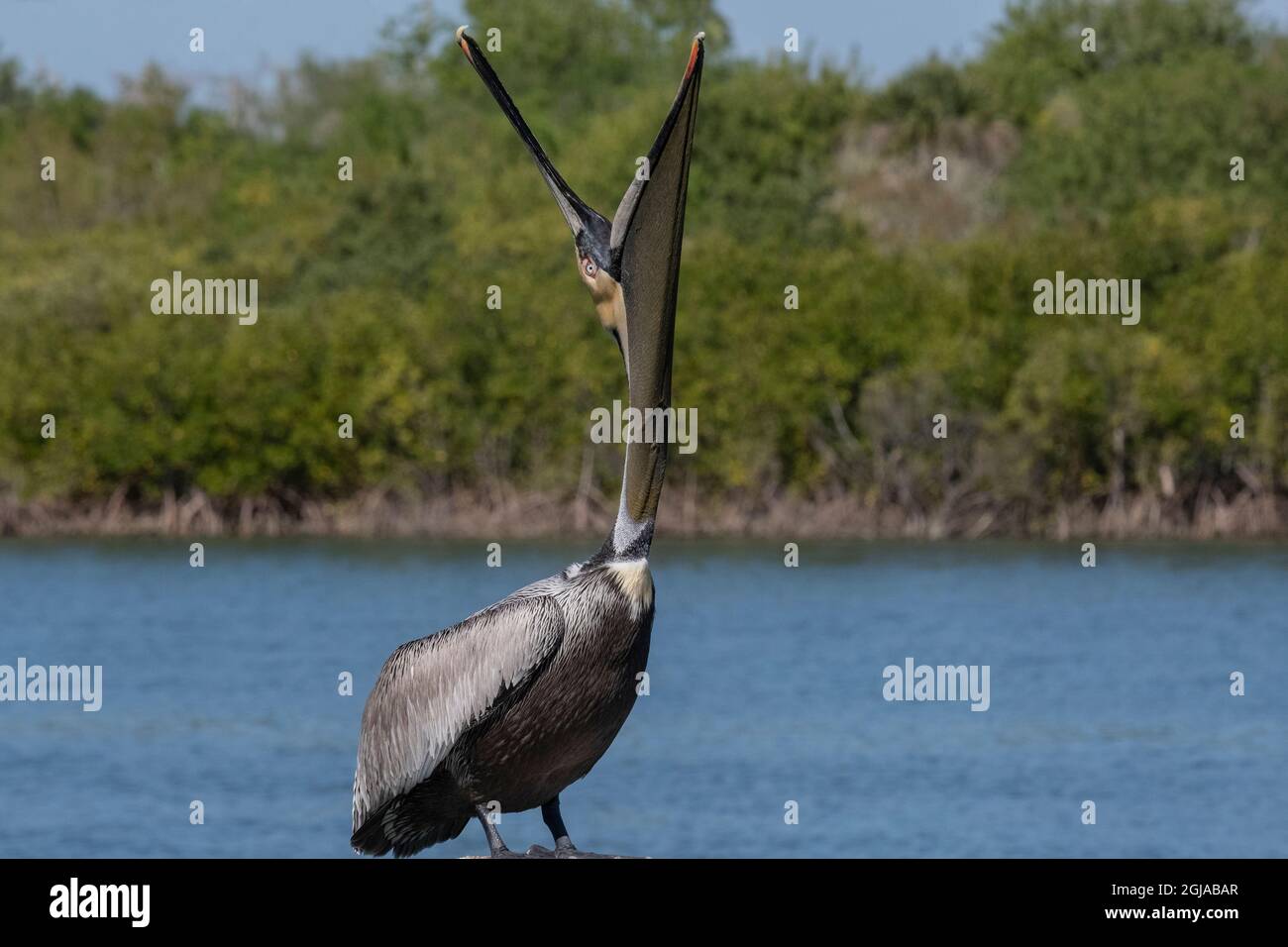 Brown Pelican yawning, Florida Stock Photo