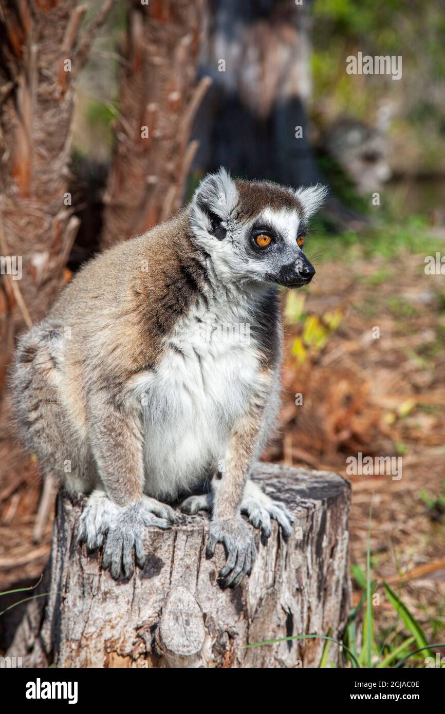 toon toenemen Toneelschrijver The endangered ring-tailed lemur is a native to the island of Madagascar  Stock Photo - Alamy