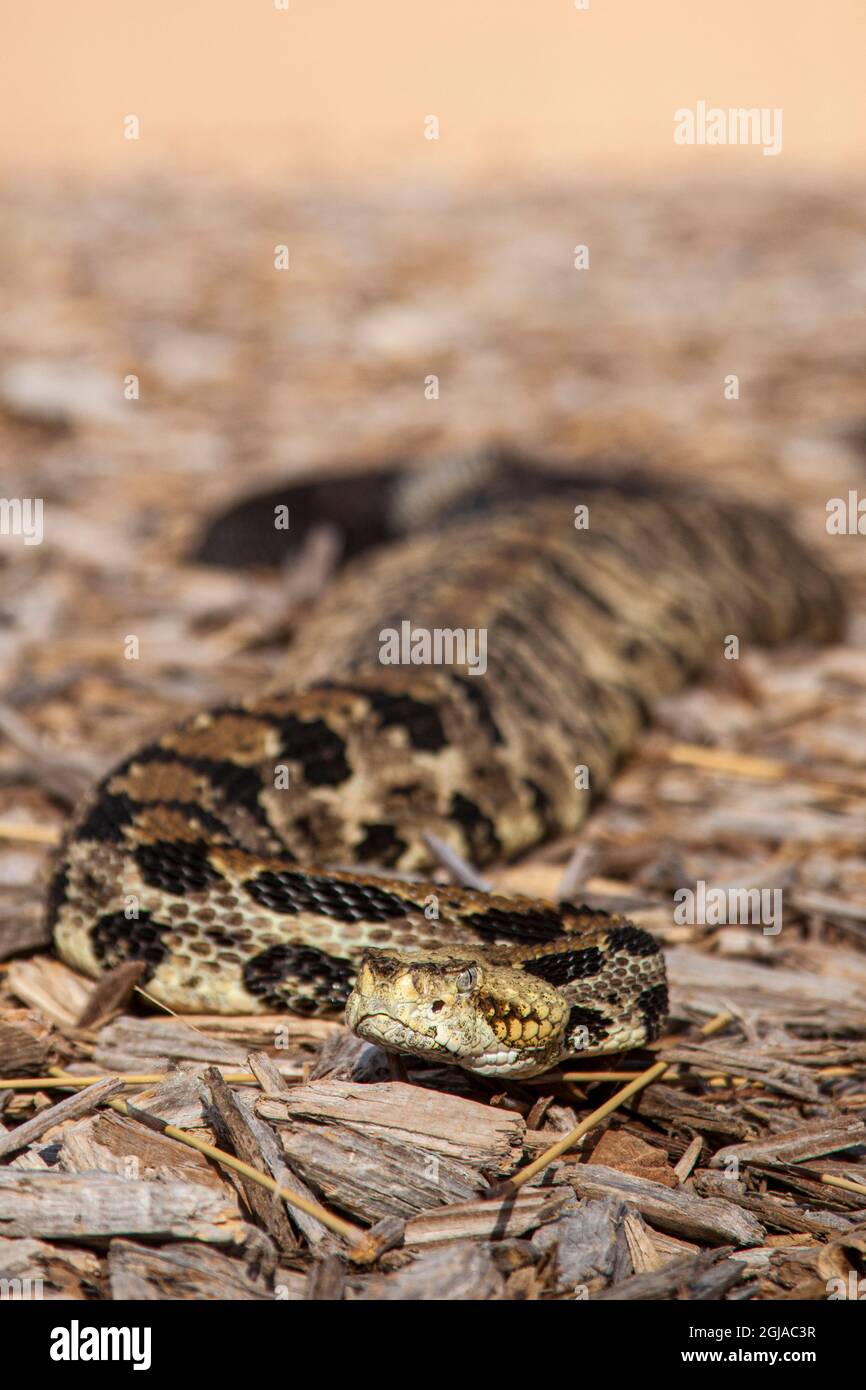 A venomous canebrake rattlesnake. A pit viper. Stock Photo