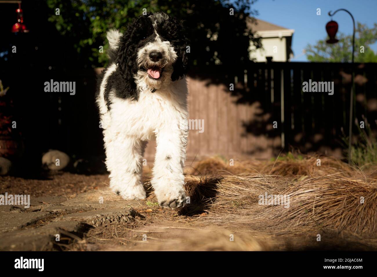 Poodle puppy in backyard. (PR Stock Photo - Alamy