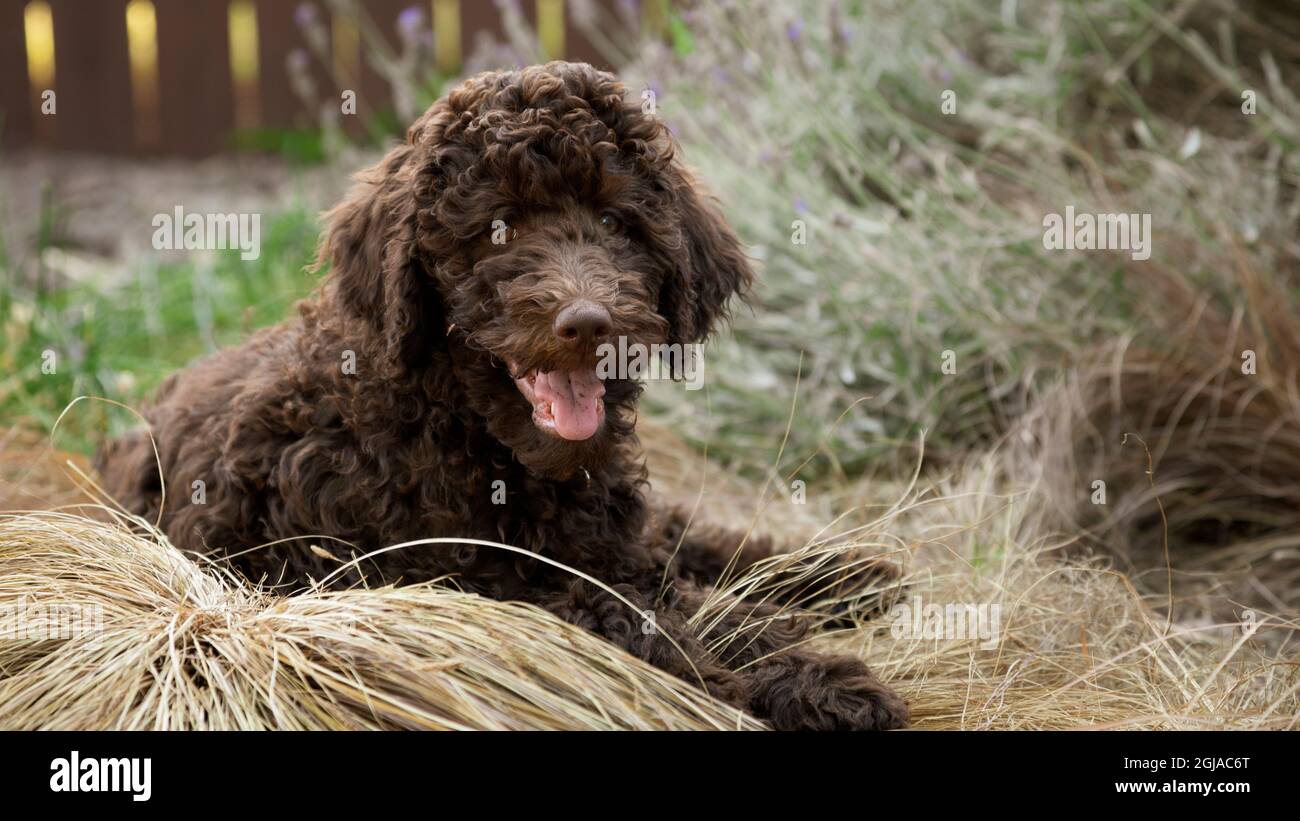 Labradoodle puppy in backyard. Stock Photo