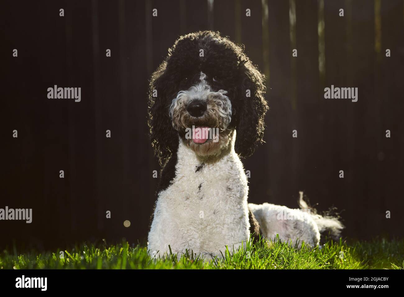 Standard poodle resting in backyard Stock Photo - Alamy