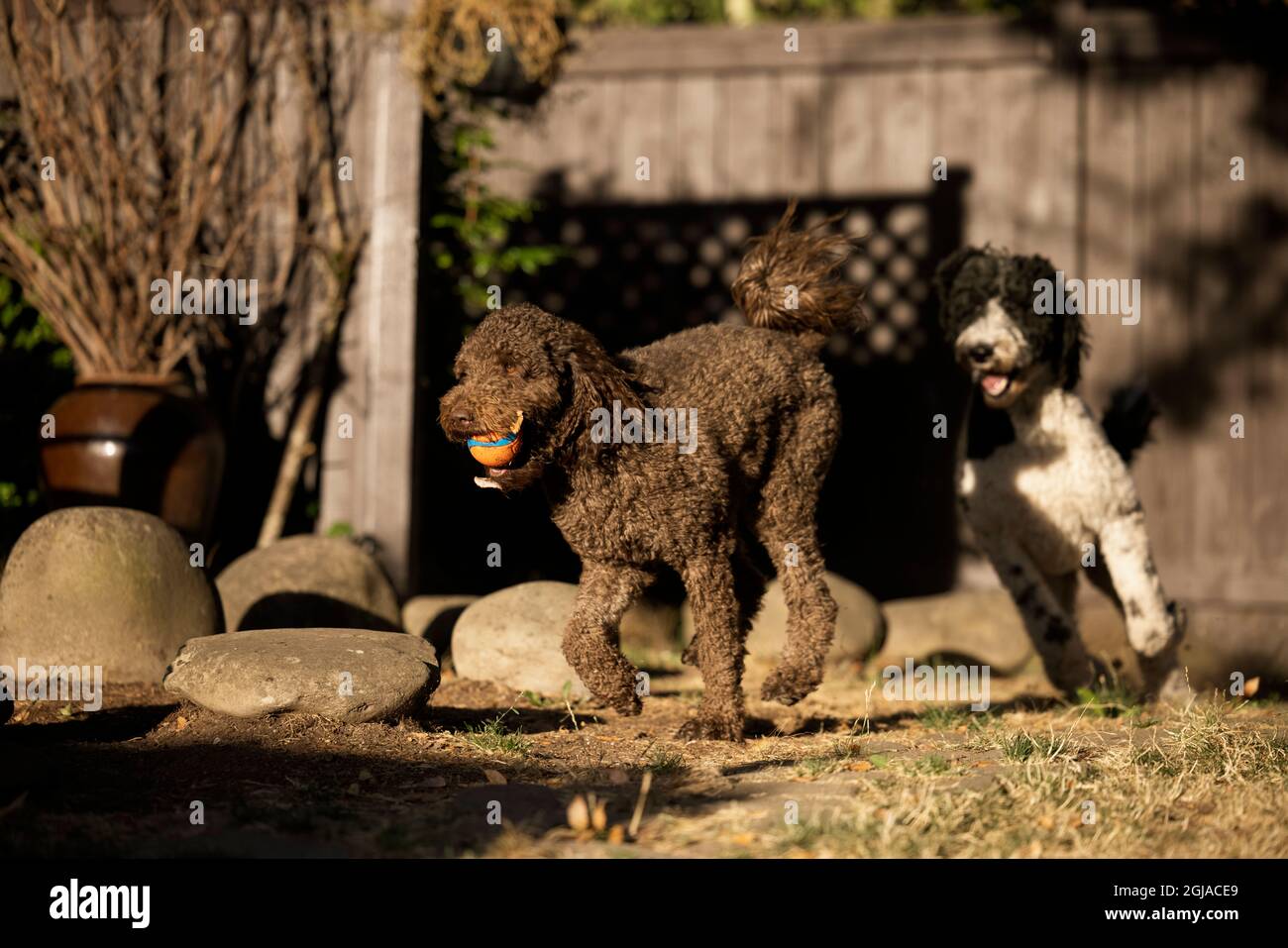 Labradoodle and poodle playing ball in backyard. (PR Stock Photo - Alamy
