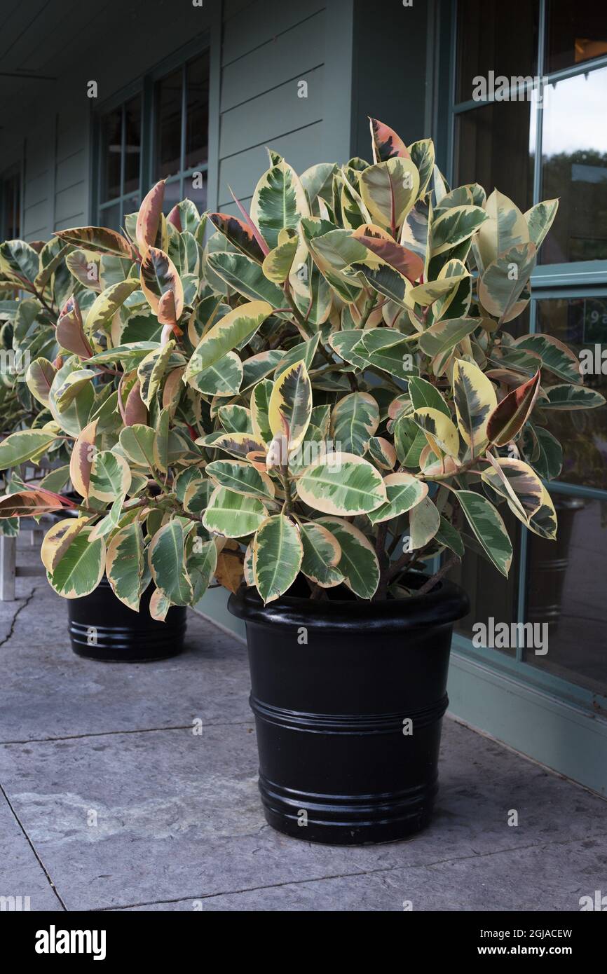 Ficus elastica 'Variegata'. Stock Photo