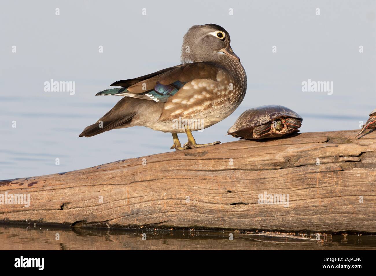 Wood duck female on log near turtle in wetland Marion County, Illinois Stock Photo