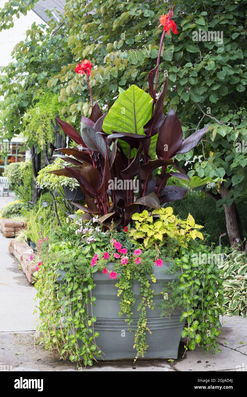 A large outdoor container with a mix of plants. Stock Photo