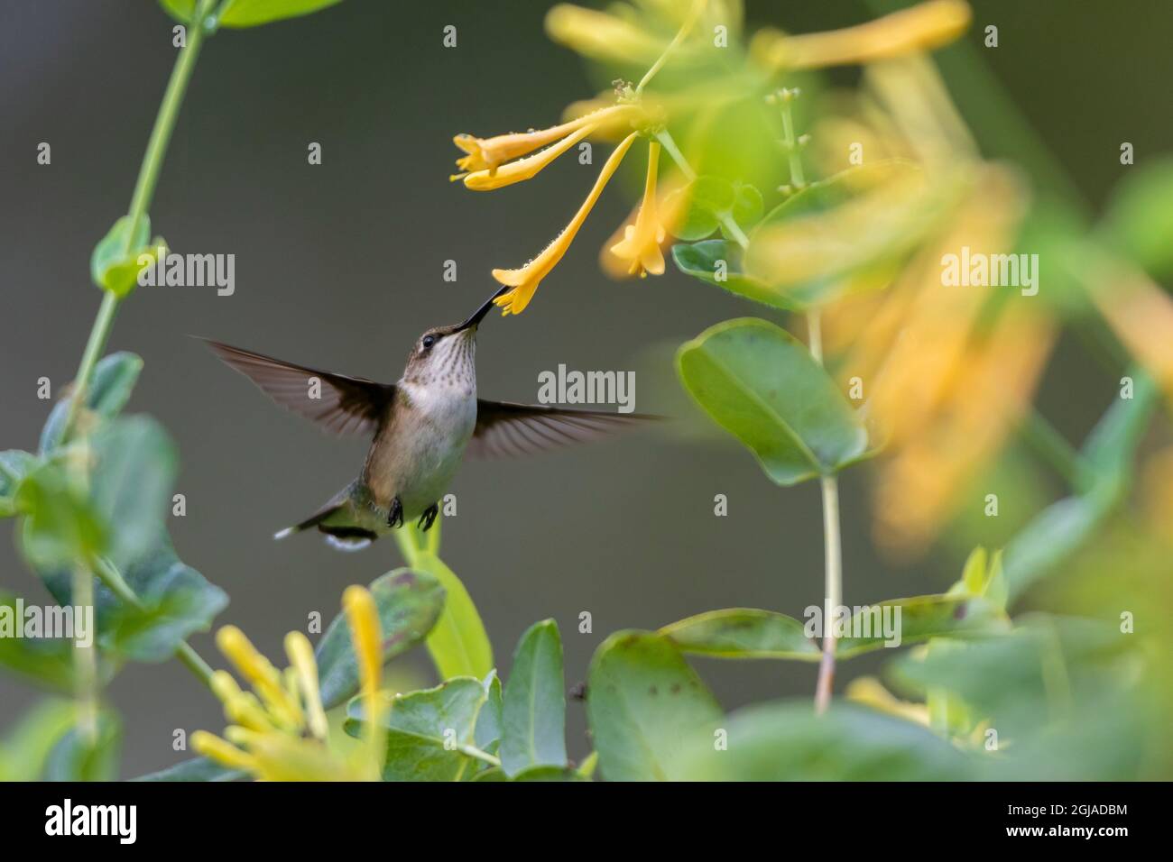 Ruby-throated Hummingbird (Archilochus colubris) at honeysuckle (Lonicera sempervirens f. sulphurea 'John Clayton') Marion County, Illinois. Stock Photo