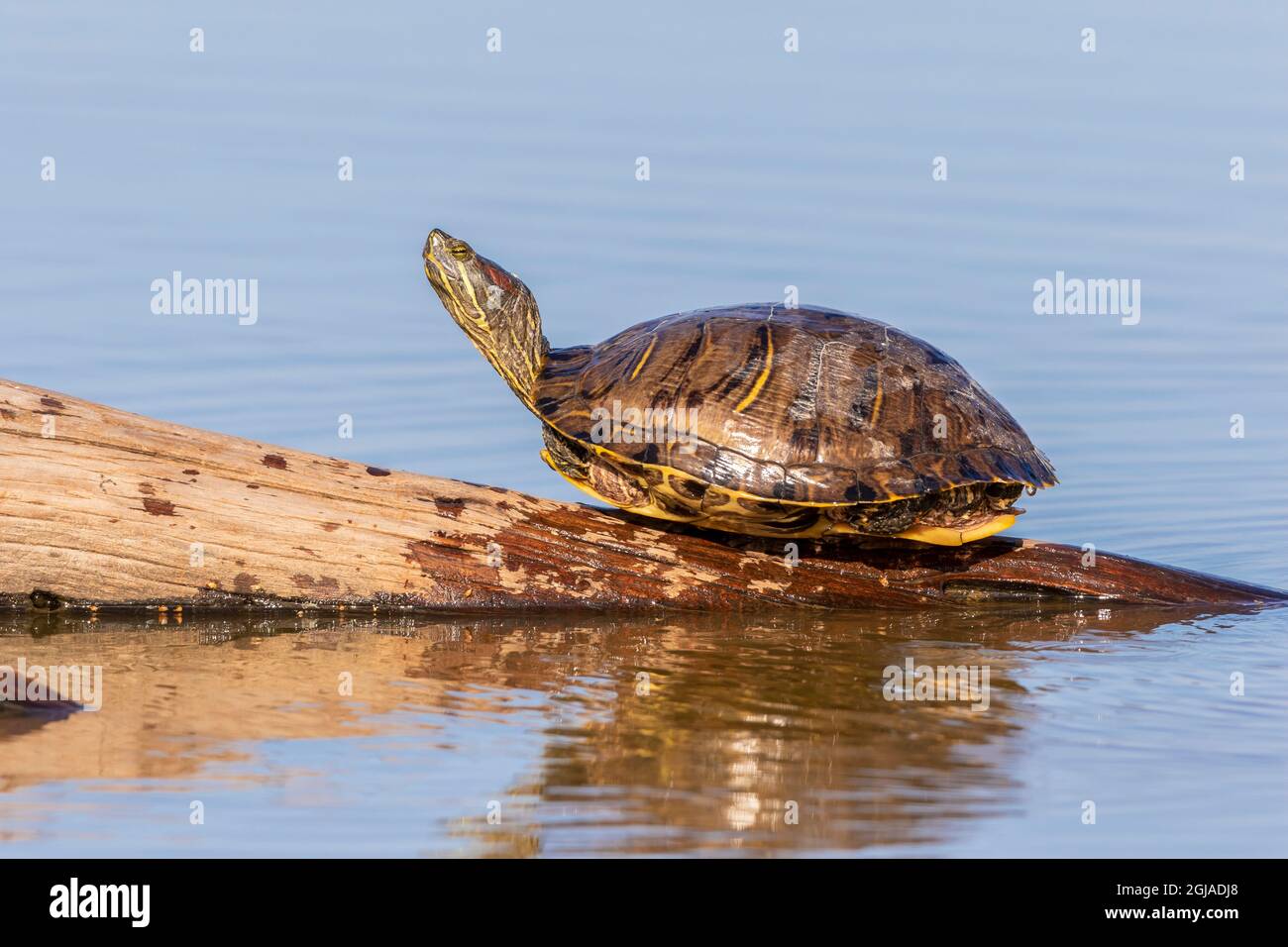Red-eared Slider(Trachemys scripta elegans) on log in wetland Marion ...
