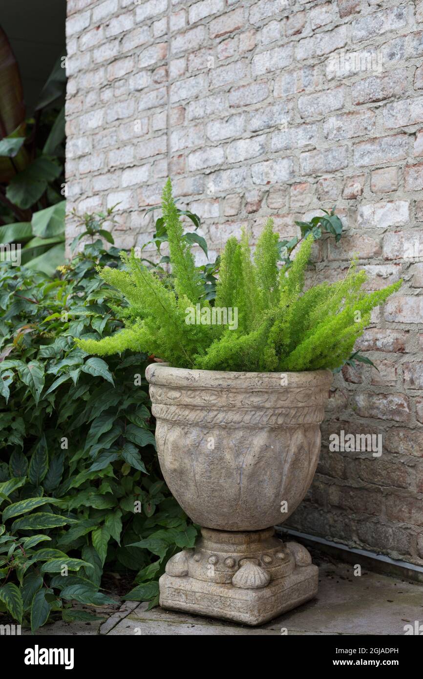 Asparagus densiflorus 'Myersii' foxtail fern in a large container