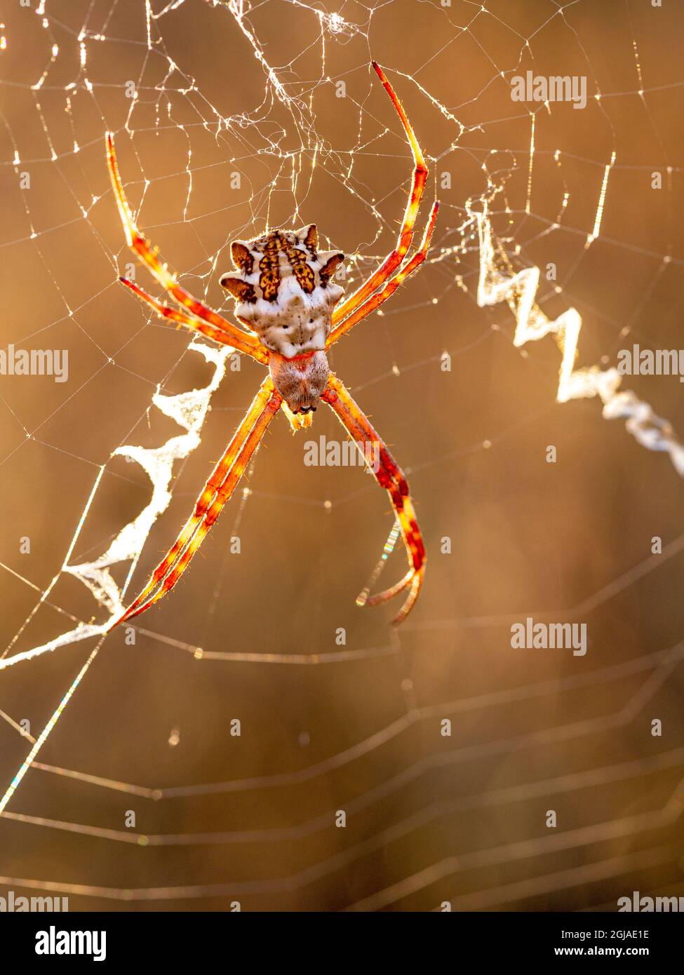 Silver garden spider (argiope, an orbweaver) on web showing stabilimenti and orb web. Stock Photo