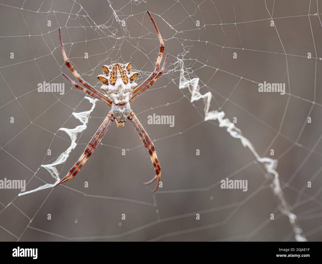 Silver garden spider (argiope, an orbweaver) on web showing stabilimenti and orb web. Stock Photo