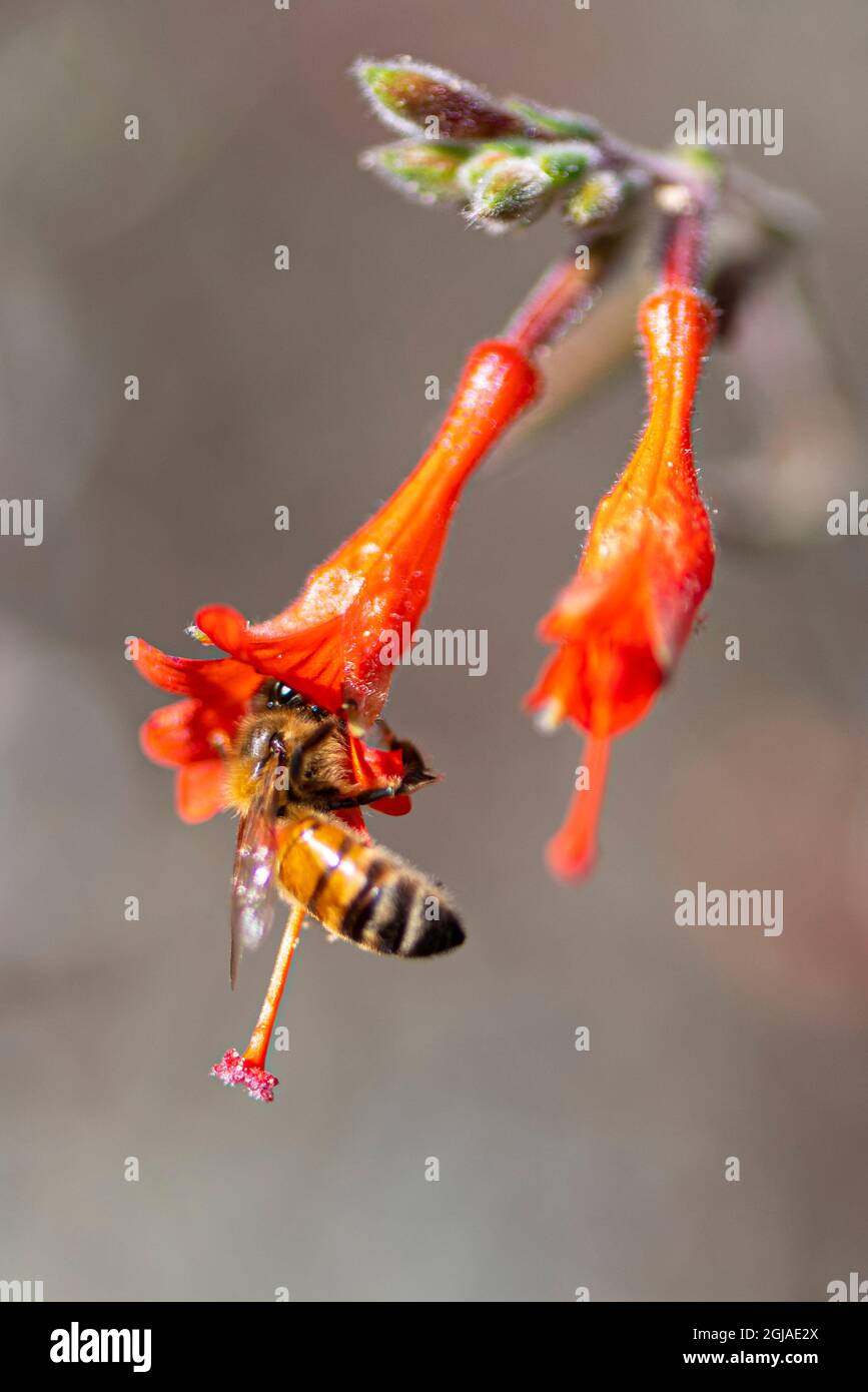 Honey bee gathering pollen inside a bell shaped flower Stock Photo - Alamy