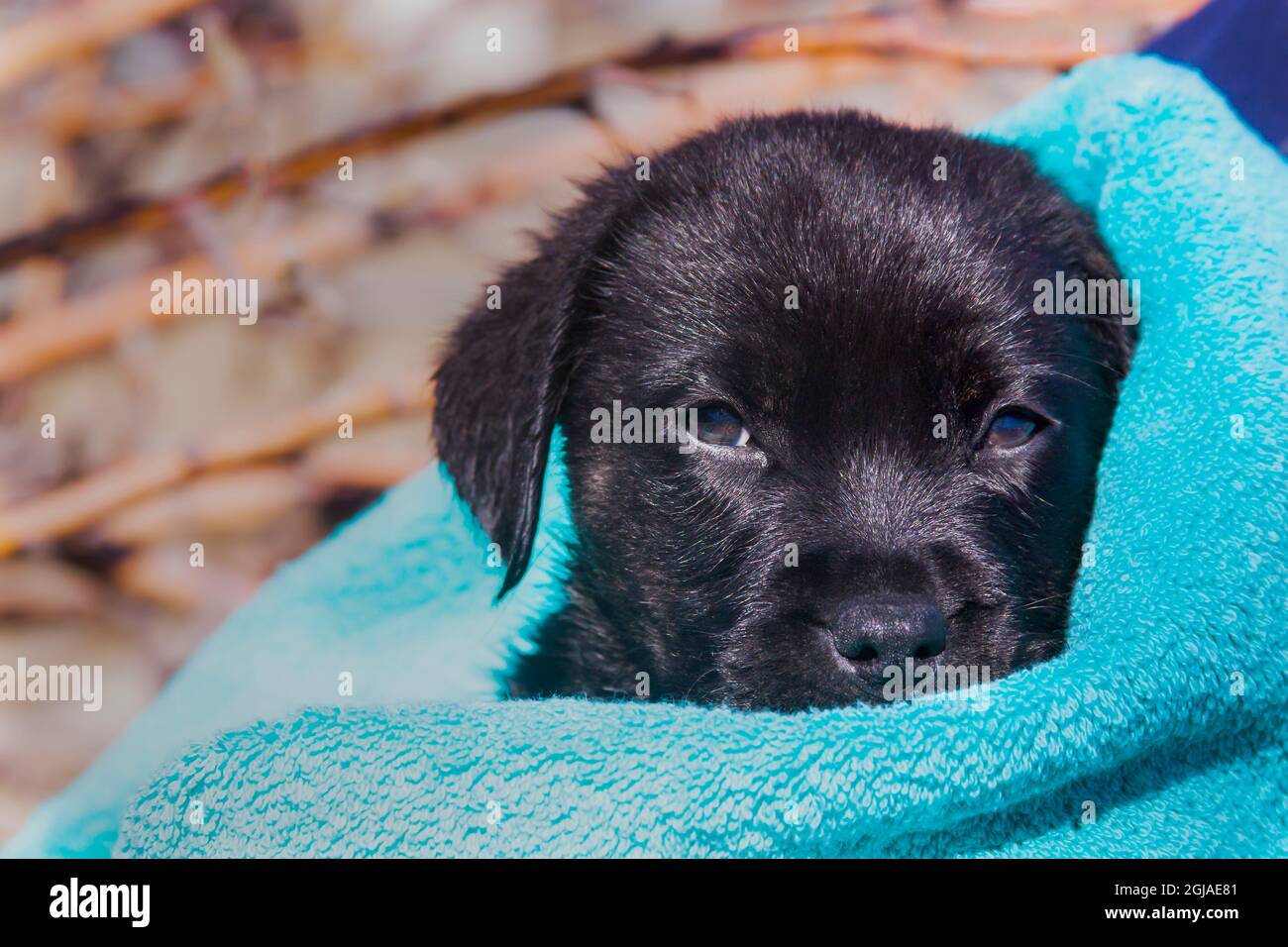 Labrador retriever puppy Stock Photo