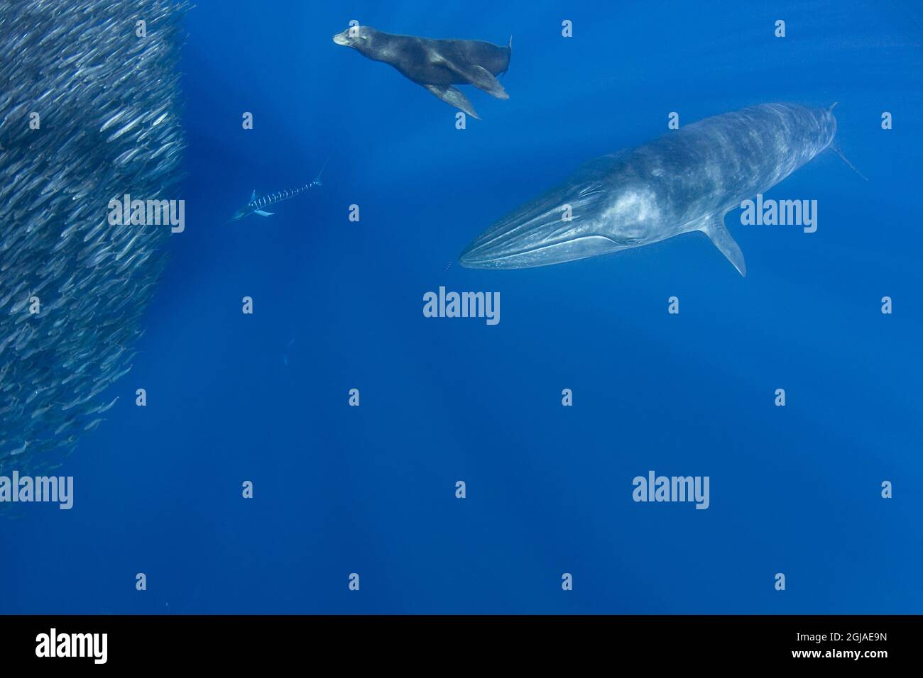 2016 12 16 Exclusive Hugh And Hungry A Little Known Cetacean Nearly Swallows The Author Stunning Images Of Photographer From Seapic S Get Up Close And Nearly Too Personal With The Monster Whale Of The Sea S