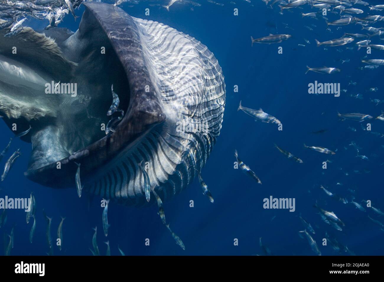 Close whale fish hi-res stock photography and images - Page 7 - Alamy