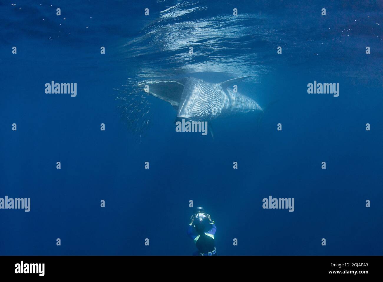 Close whale fish hi-res stock photography and images - Page 7 - Alamy